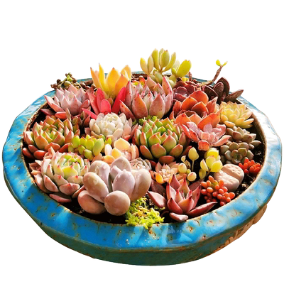 20-30cm多肉花盆大口径特价清仓包邮简约家用花盆陶瓷特大号拼盘