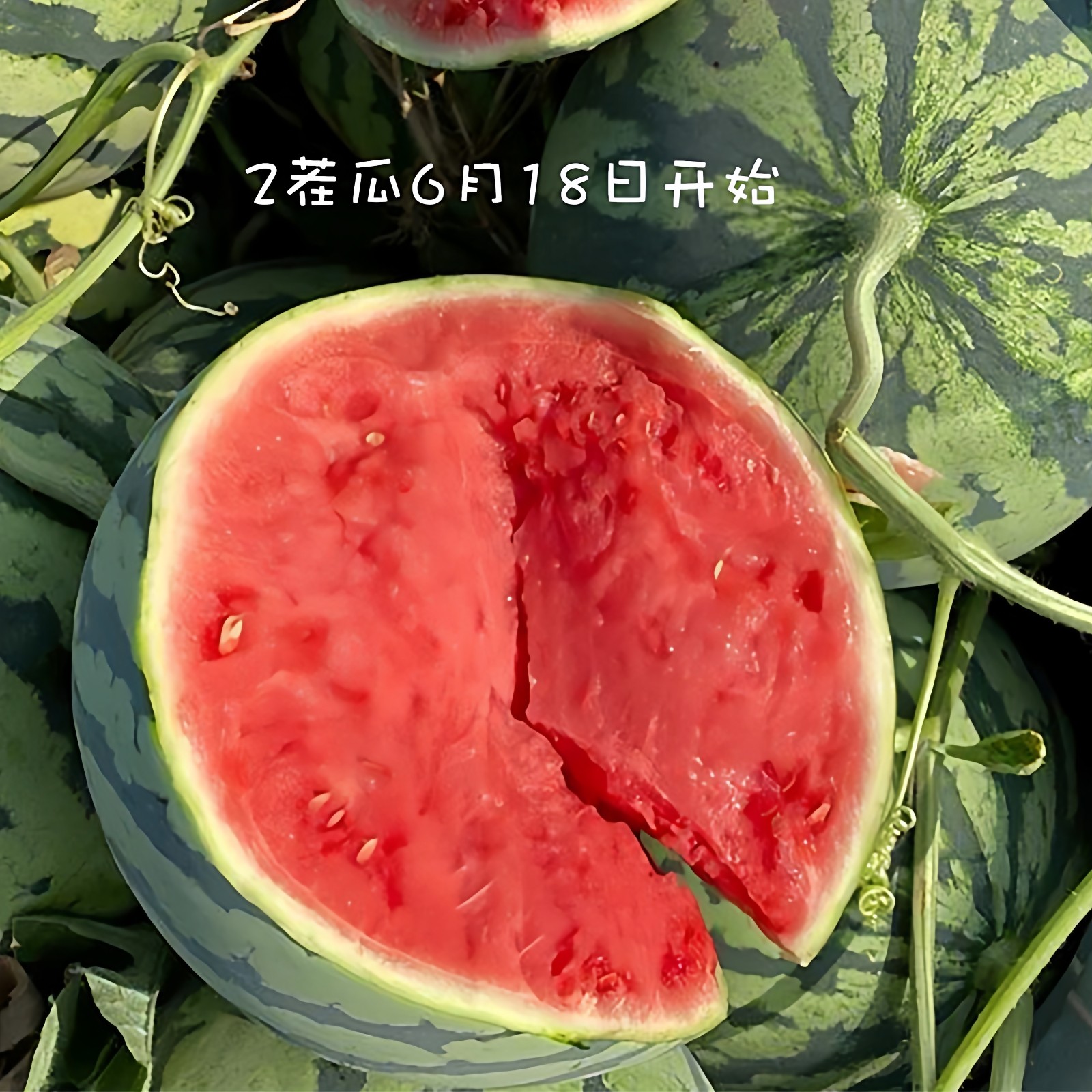 夏乐西瓜1颗新鲜水果麒麟西瓜山西运城夏县夏乐西瓜,水产肉类/新鲜蔬果/熟食,西瓜,淘宝优惠券,粉丝福利购,淘宝优惠卷