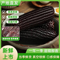 黑糯玉米山西忻州糯玉米甜糯苞米速食早餐黏玉米2024新玉米当季