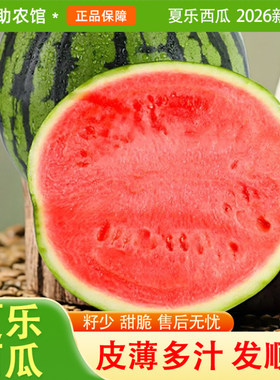 夏乐西瓜6-8斤二茬新鲜上市