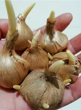 药用藏红花种球盆栽耐寒耐冻花卉番红花种子苗室内室外药材种植苗
