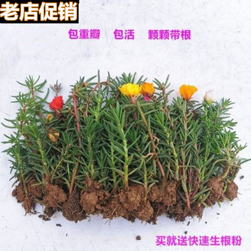 【带根带土】太阳花苗混色重瓣盆栽花四季开花室外阳台庭院