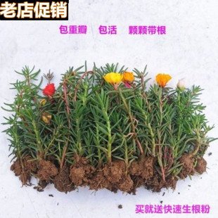 【带根带土】太阳花苗混色重瓣盆栽花四季开花室外阳台庭院