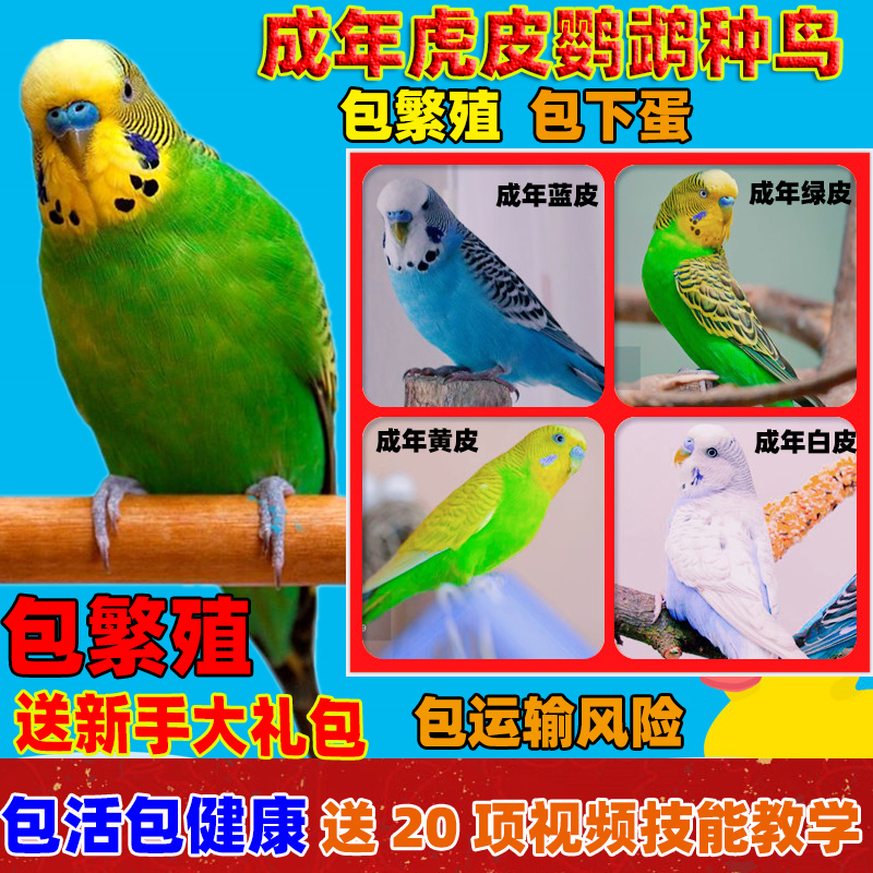 成年可繁殖虎皮鸚鵡活鳥(niǎo)寵物嬌鳳手養(yǎng)小鳥(niǎo)活物下蛋鸚鵡活體送鳥(niǎo)糧