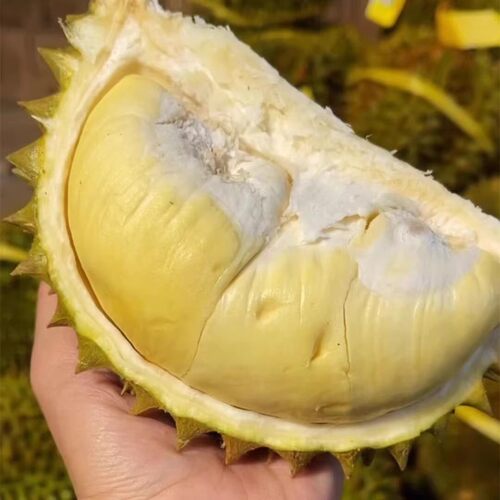 【破价】5泰国金枕巴掌榴莲2个共5-6斤皮薄肉多果形丑勿生切