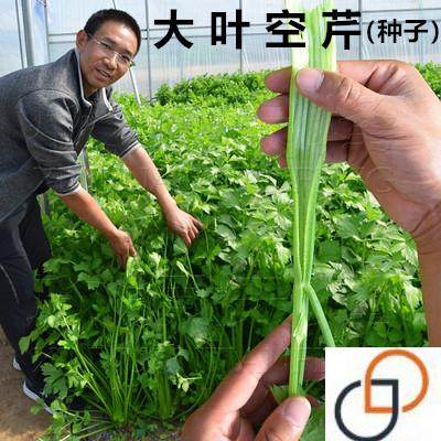大叶空芹菜种籽高产黄心脆嫩四季春季蔬菜种孑子玻璃脆芹阳台盆栽