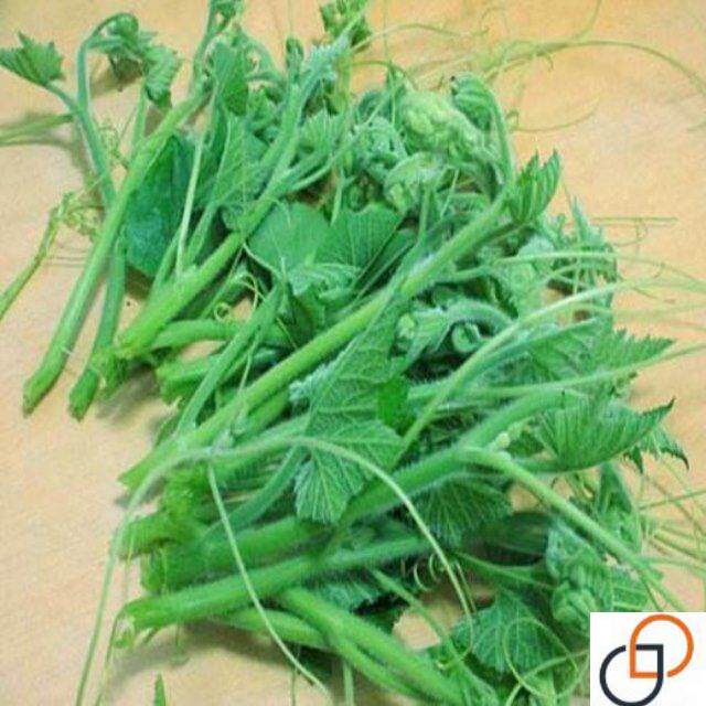 南瓜子专门吃南瓜苗种子高产速生南瓜尖南瓜藤南瓜茎嫩叶蔬菜种子