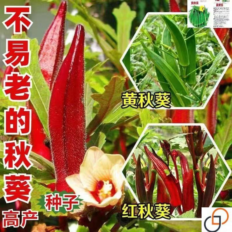 秋葵种子黄秋葵红秋葵种子水果秋葵羊角豆种子四季盆栽养生蔬菜籽