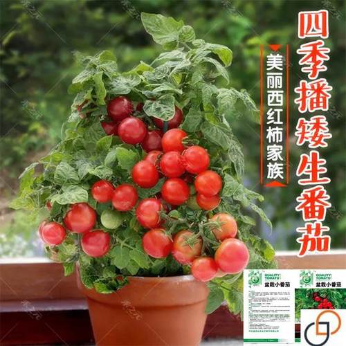 矮生盆栽小番茄种子蔬菜种孑苗樱桃小西红柿圣女果四季春阳台种籽