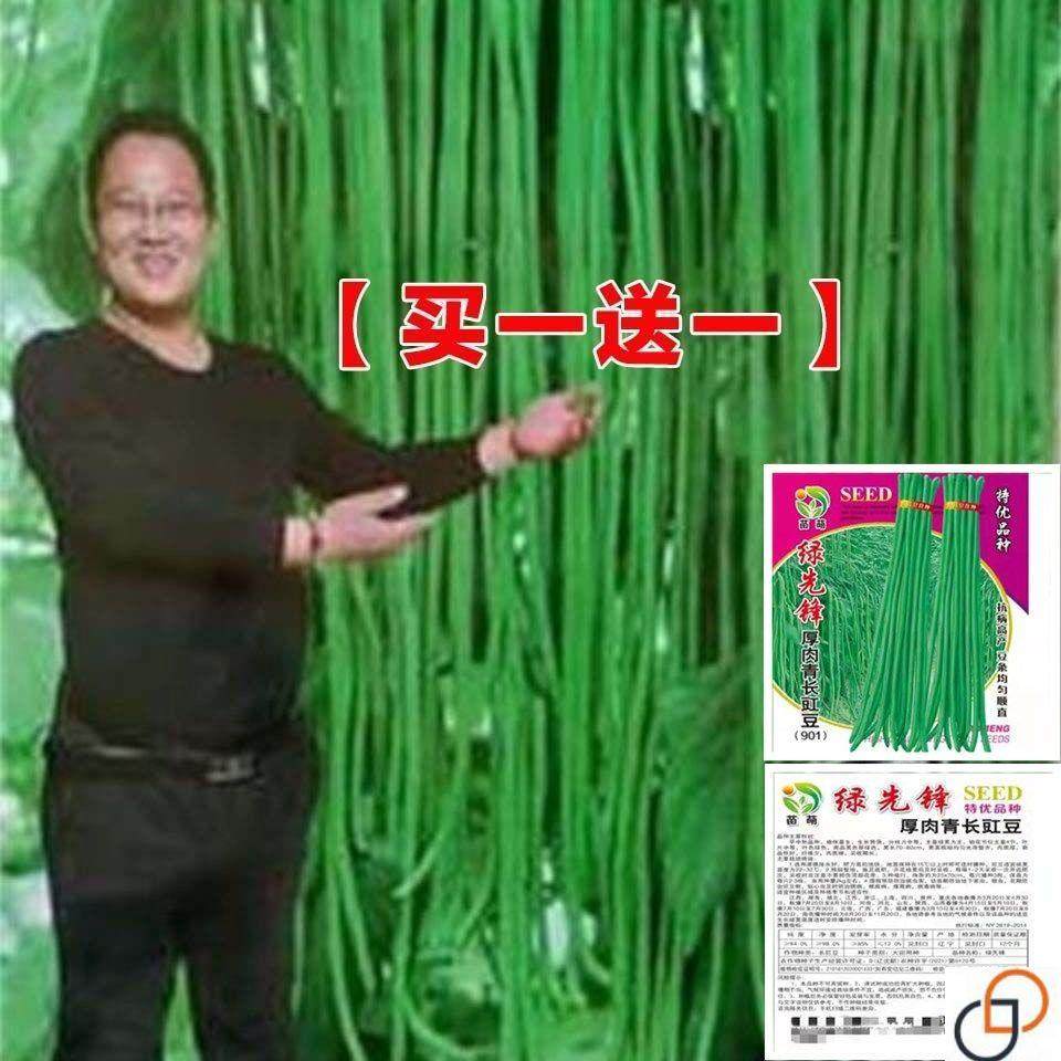 特长绿先锋豆角种子绿条豇豆翠绿长豆角大棚露天基地蔬菜种子