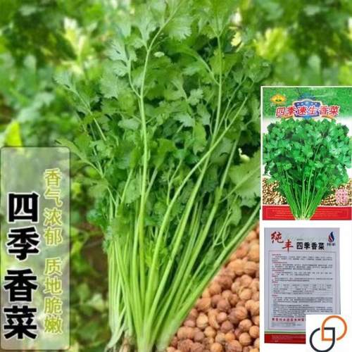 原装大叶香菜大全农家盆栽芫荽种籽四季食用香菜蔬菜种籽