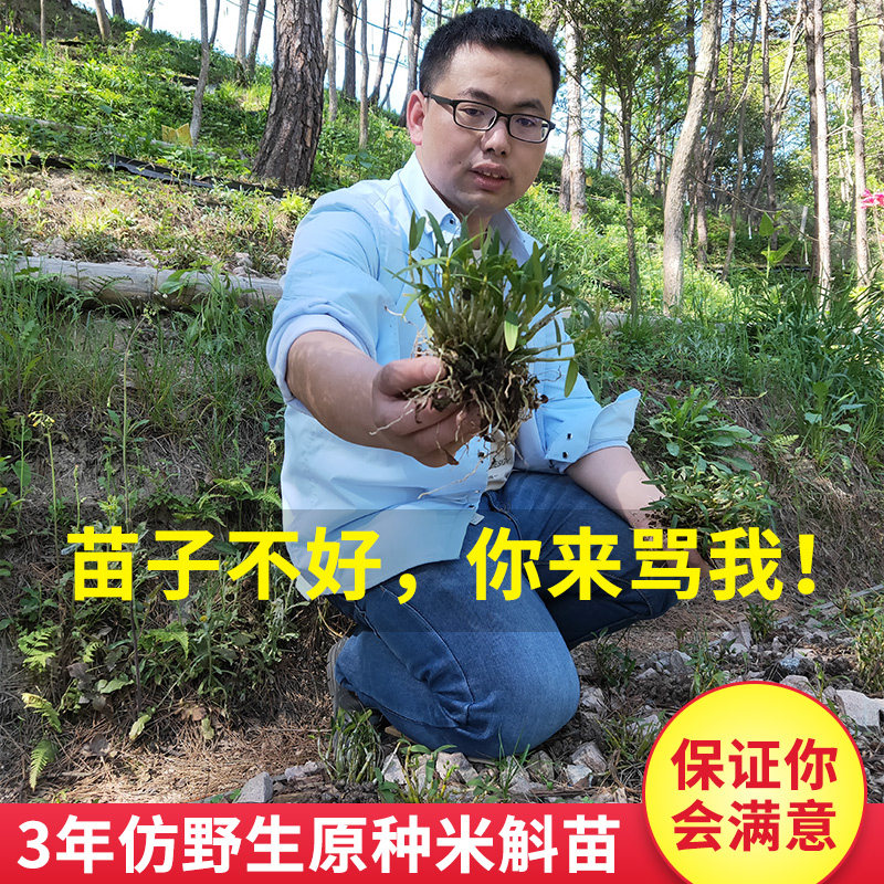 正宗原种米斛苗3年生 霍山石斛苗买3送1 送基质非铁皮石斛苗包好