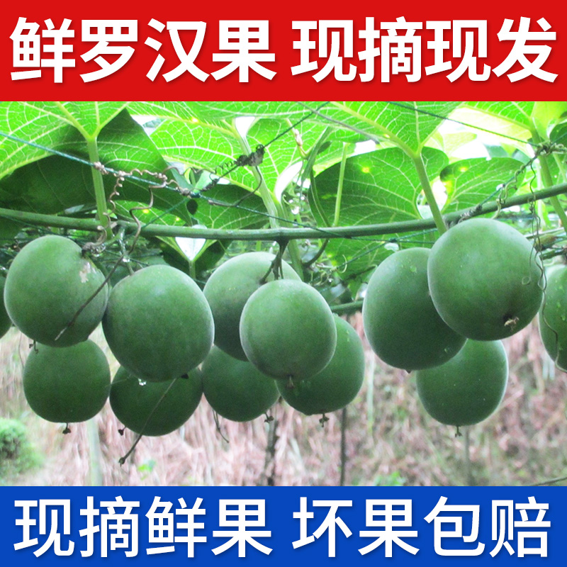 500g鲜罗汉果新鲜采摘