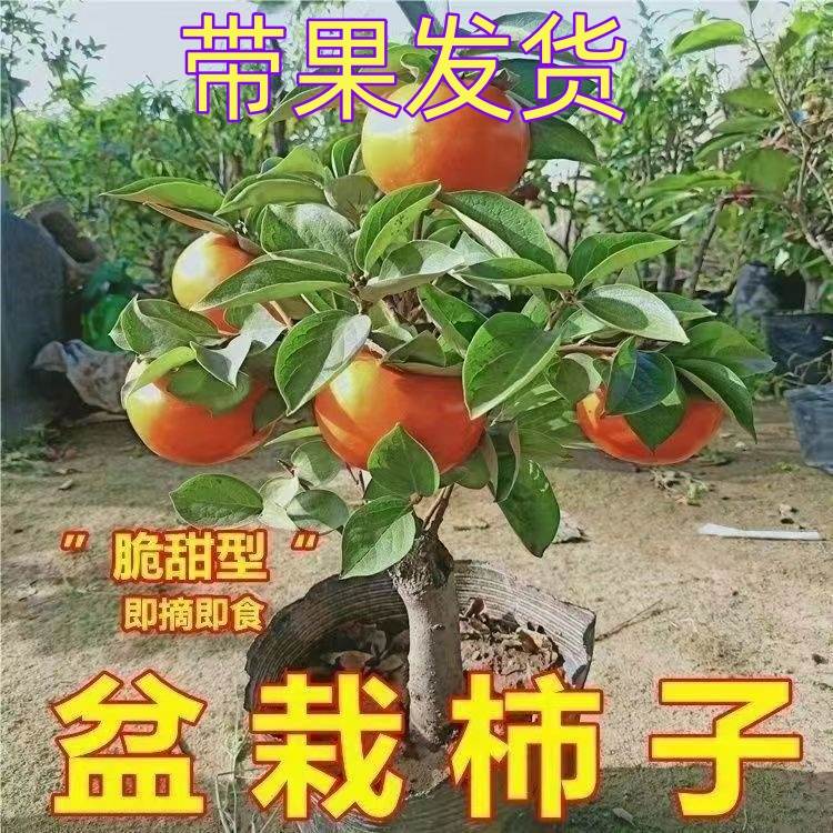 带果发货盆栽矮化柿子树图片