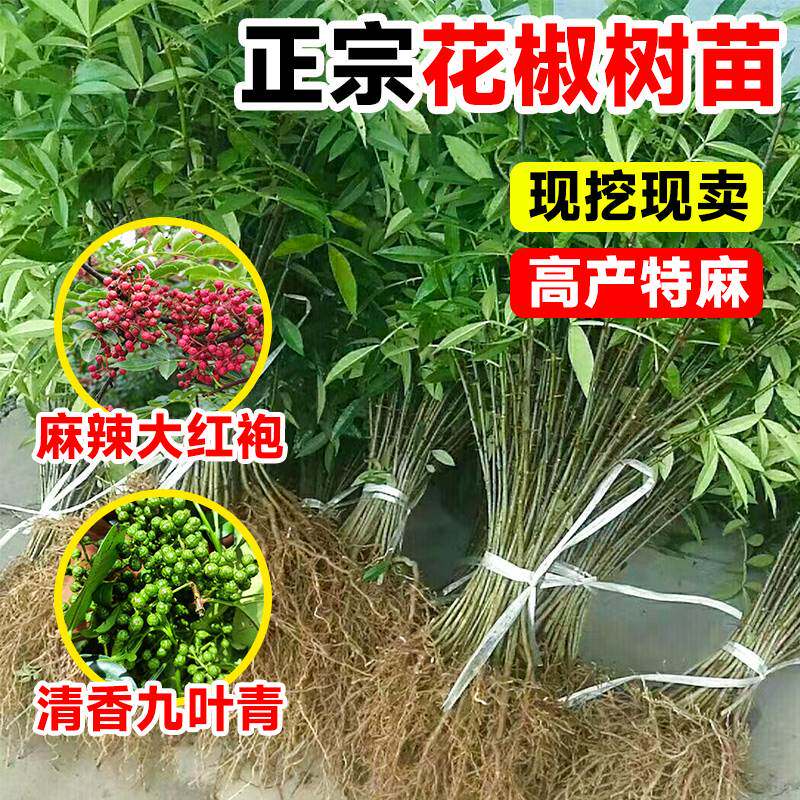 花椒苗树四川大红袍麻椒树苗当年结果盆栽果树果苗南方种植九叶青