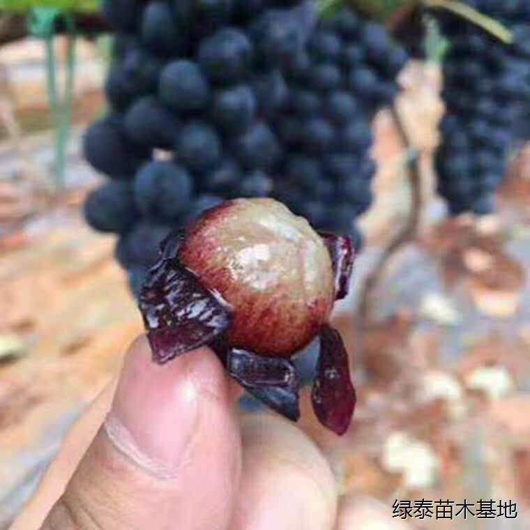 葡萄树苖特大巨峰苗爬藤