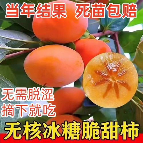 特大庭院脆甜柿子苗树火