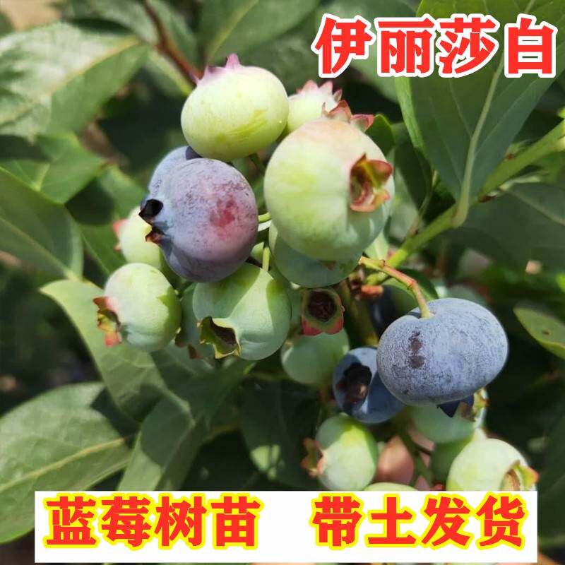 伊丽莎白蓝莓树苗南方北方种植北高丛双季蓝莓树盆栽地栽当年结果