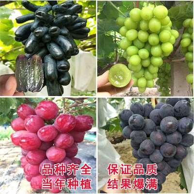 新品种美国红提葡萄苖无