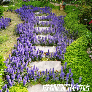 多花筋骨草盆栽多年生草本植物别墅庭院造景好养花卉易活地被绿植