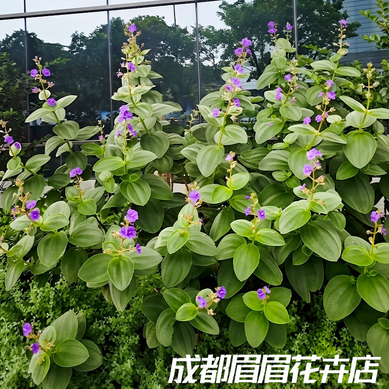 银毛野牡丹时令草本盆栽好养观花植物阳台阳台观赏懒人花卉植物苗