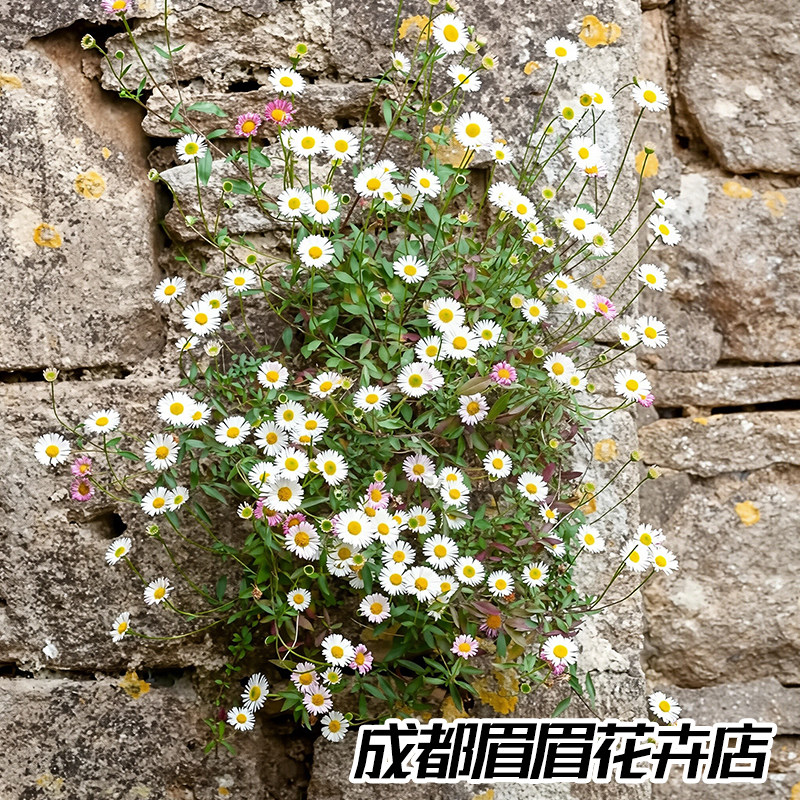 墨西哥飞蓬盆栽开花易活庭院阳台观赏花卉多年生公园绿化时令草本
