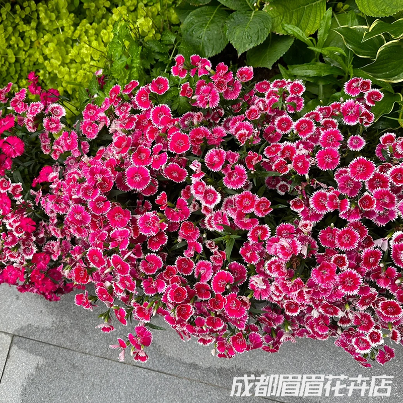 石竹欧石竹花苗多年生耐寒好养易活阳台庭院花园多年生花镜植物