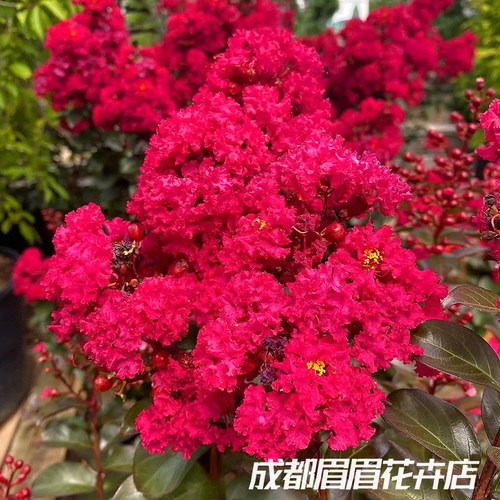 矮生紫薇樱桃摩卡花苗盆栽庭院别墅绿化苗木耐寒耐旱耐热造景植物