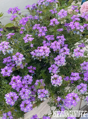 美女樱盆栽花苗庭院阳台四季好养细叶美女樱多年生草本植物花卉