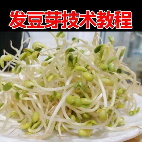 如何发豆芽 豆芽培育技术资料 发豆芽技术视频教程