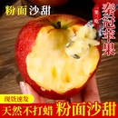 新鲜粉面秦冠苹果10装 斤水果老人宝宝刮泥冰糖心丑平果整箱 应当季