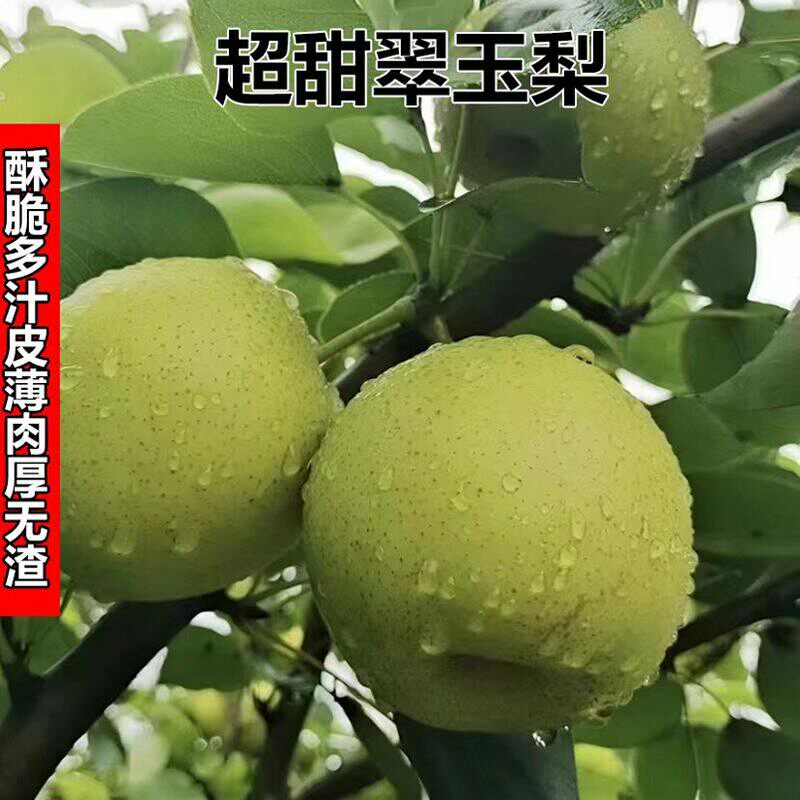 正宗砀山翠玉翠冠梨现摘脆甜多汁