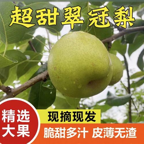 正宗翠冠梨砀山梨脆甜多汁现摘