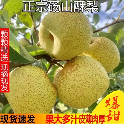 应季砀山梨酥梨水果梨子新鲜10斤