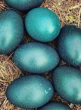 空鸸鹋蛋壳雕刻材料暗绿色光泽装饰摆件消毒清理干净澳洲