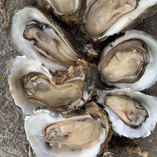 湛江官渡生蚝净重10斤装鲜活即食水产新鲜牡蛎带壳烧烤海蛎子包邮