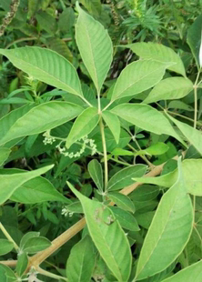 黄荆树根 四川大山新鲜黄荆根 七叶黄荆树根500g包邮