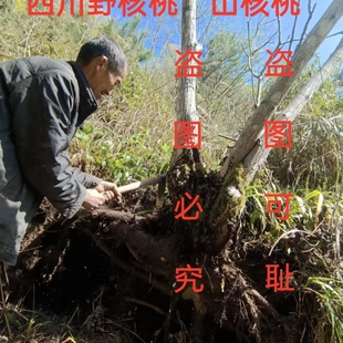 核桃树根  四川深山野生新鲜山核桃树根 现挖山核桃树根500克包邮