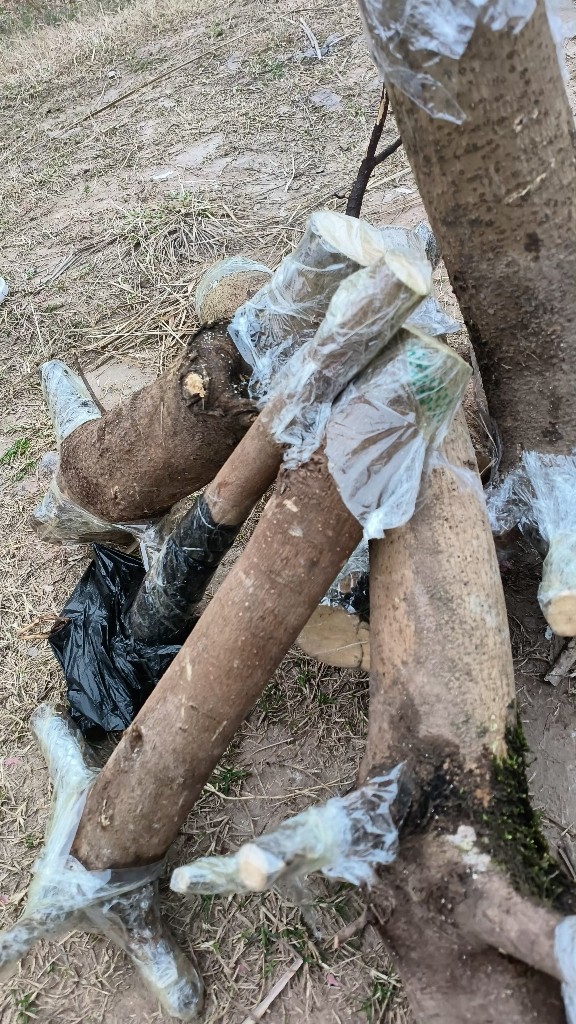 油桐树种植园林树绿植下单现挖油桐树包邮油桐树苗桐子四川