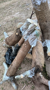 油桐树种植园林树绿植下单现挖油桐树包邮油桐树苗桐子四川