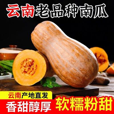新鲜蔬菜南瓜南瓜云南老农家板栗