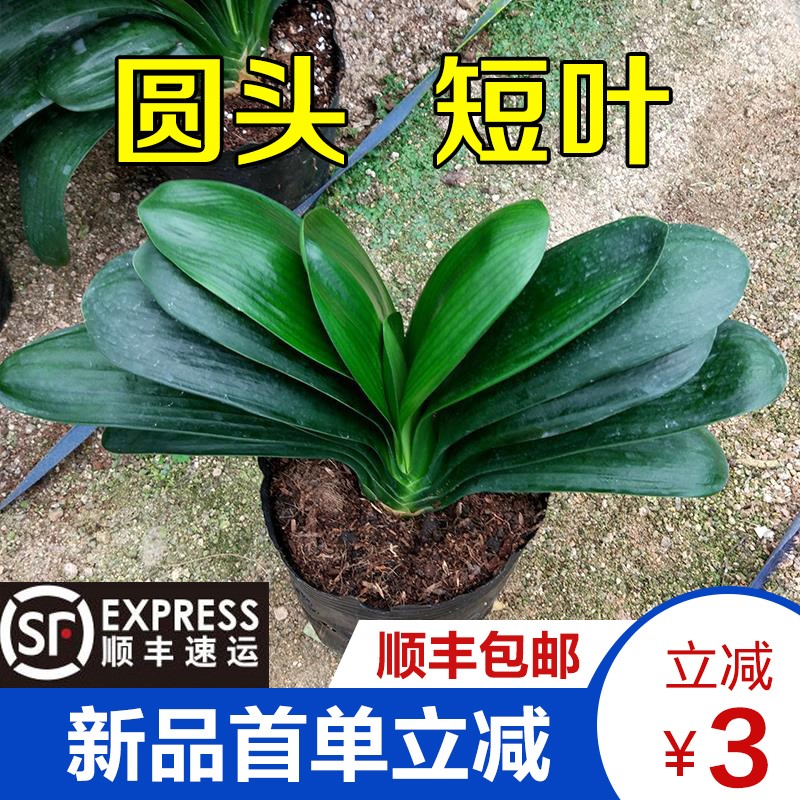 宽叶 圆头和尚君子兰盆栽精品小苗 带花苞植物室内花花卉阳台