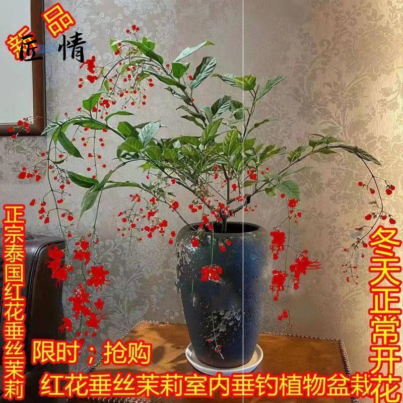 垂丝茉莉花苗泰国进口绿植盆栽茉莉白玉蝴蝶四季开花阳台室内花卉 鲜花速递/花卉仿真/绿植园艺 红掌/凤梨/温室花卉 原图主图