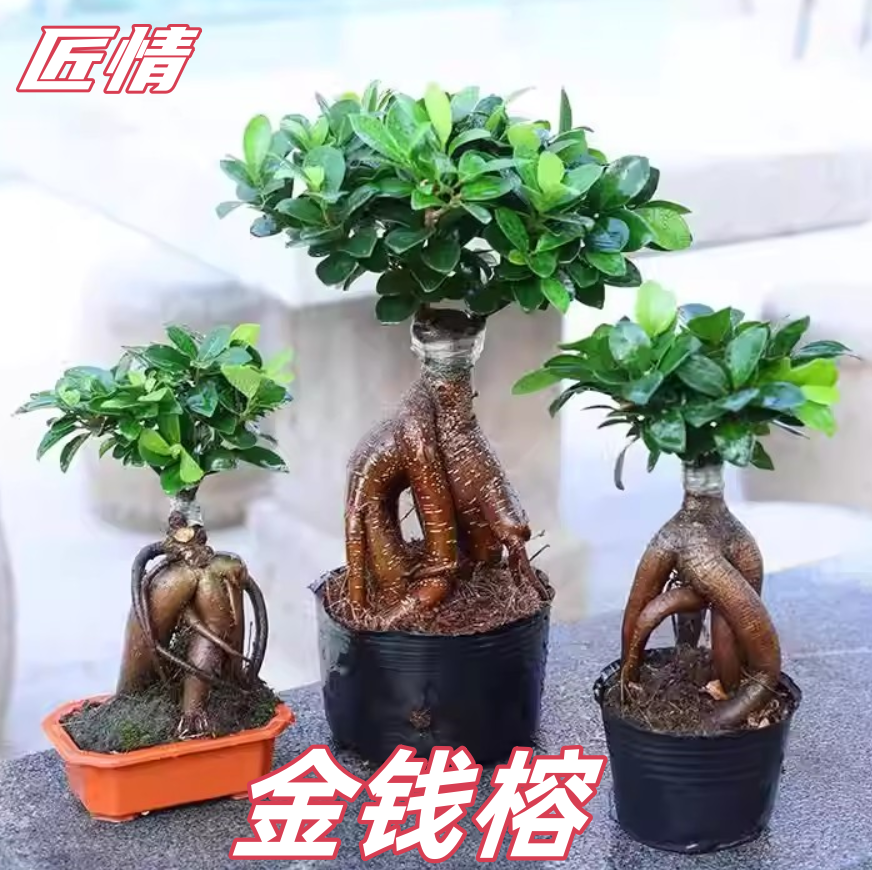 精品金钱榕树盆景老桩小叶榕苗