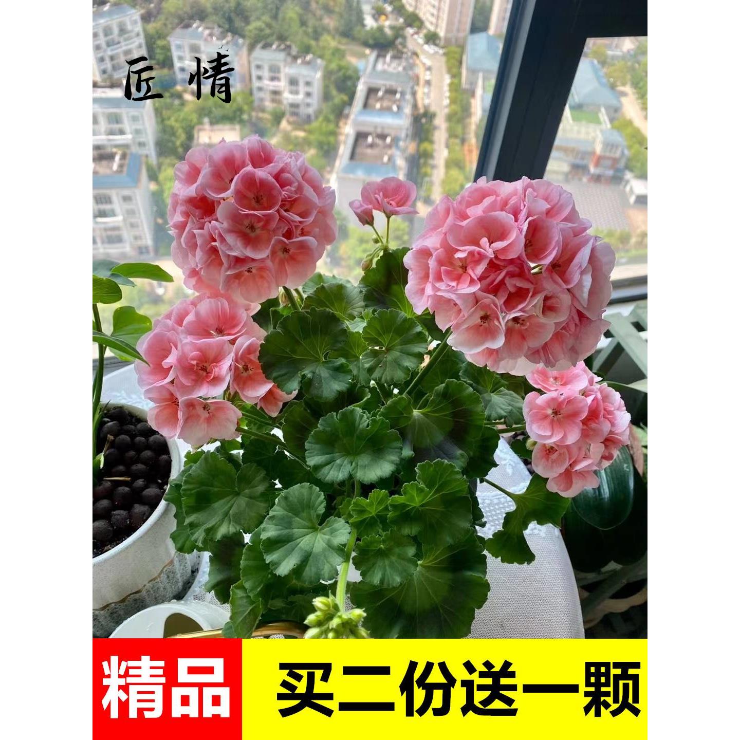 新品大花天竺葵花苗盆栽带花苞发货重瓣花卉庭院阳台四季开花不断