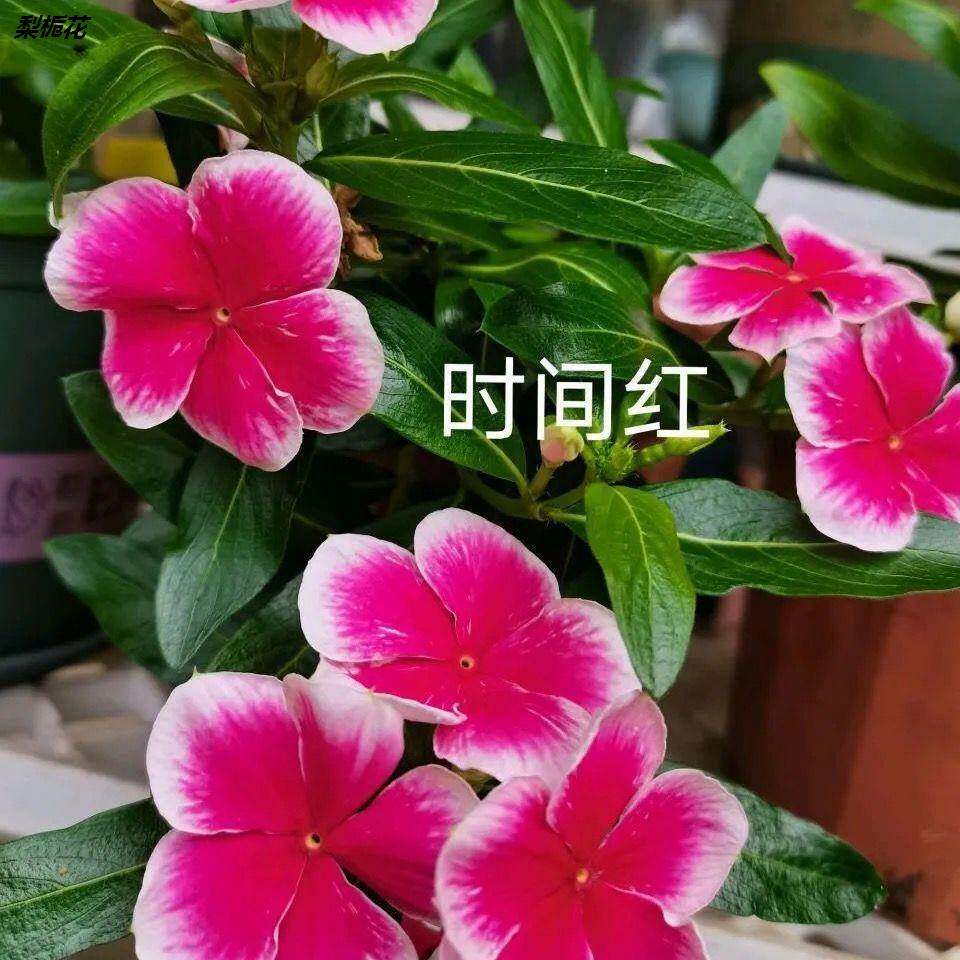 长春花盆栽天天开带花苞观花植物五叶梅庭院客厅盆栽花卉四季开花