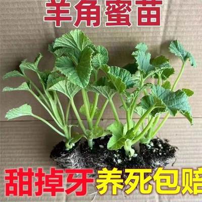 羊角蜜甜瓜苗盆栽秧苗绿宝石冰糖子哈密瓜香瓜菜苗蔬菜大全春季种