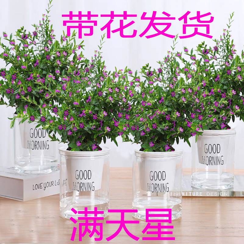 满天星室内花卉盆栽盆景客厅桌面绿植四季常青花苞不断水培带花苞