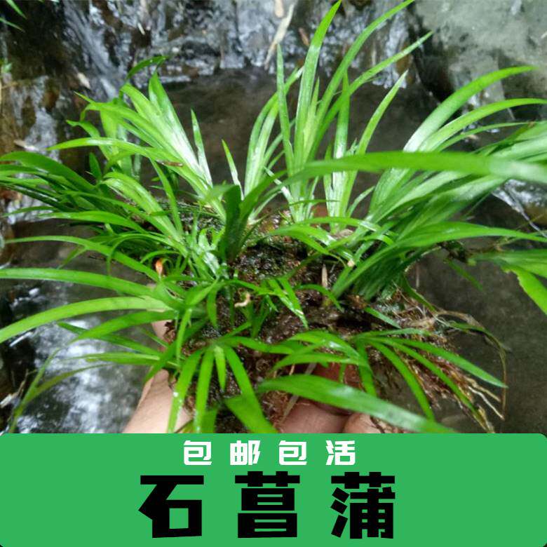石菖蒲水草水生植物沼泽过滤挺水植物水培植物附龙根苗鱼龟缸水草