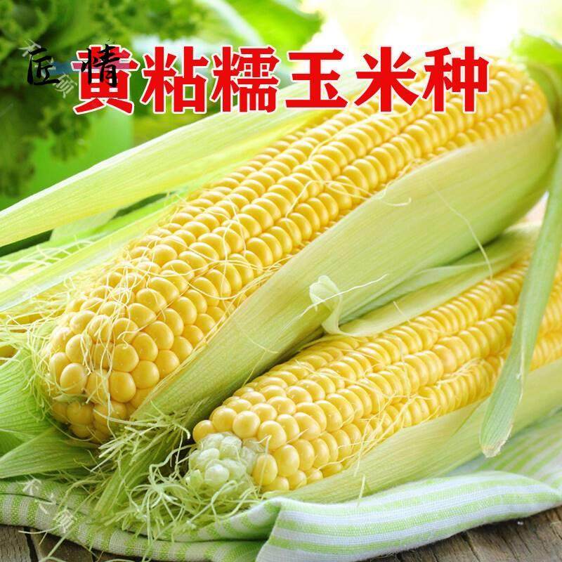 黄粘玉米种子香软甜糯玉米种籽中早熟生长快高产蔬菜种子